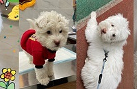 һ������ӵ�е����Ϲ���С����һ��ż��Ҳ��ɱ����