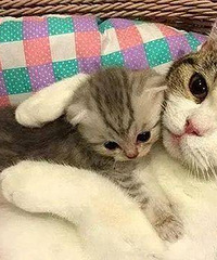 �Ͼ�����ĺ��飬���˻���Сè����ɹ��ͳ�ȥ��