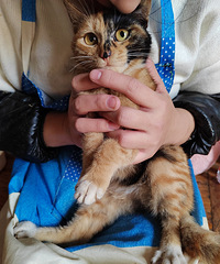 èè�ȳ��Ҽ�����ܶ�ڣ����賬�����������ұ�