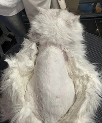 ˨Q���Ҽ�èë����ˣ���ô�죿Ҫ��������ߵ�