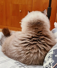 è�����ë�ˣ��ǳԵ�̫�����𣬻��Ǹ�ϴ����