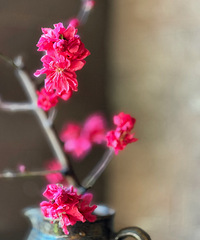 ��֦���һ���������10֧���ּ۲�19.9Ԫ