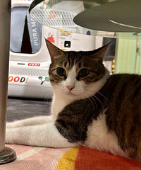 ߣ����������è�����Ѽ����ļ���è����������