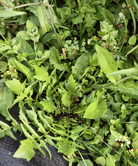 去年挖了一包杂草,这次总是荠菜了吧!