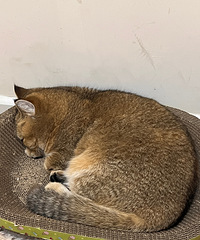 ���ǵ�è˯�����������𣿾�����è����������