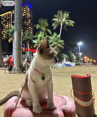 ԭ������è��̩����ô�װ�����������������