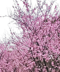 ҵ׸òüŮӴоҺԶģ