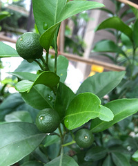 2�ðҰҸ����ҹ���ʮ���������ֻ�ջ���4��