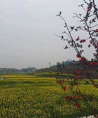 朱沱镇仙龙油菜花,石门镇美樱花海