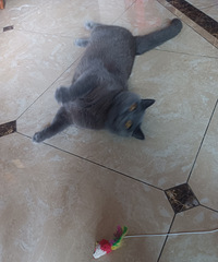 91172CMĳԱ飬ְýӪ