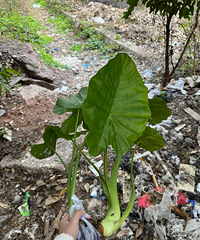 ���˿õ�ˮ�����ؼң��ⶫ����˵�ж���������