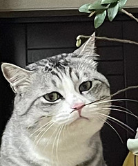 ������ϲ����è��˵è�������������