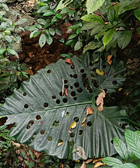 ��Ҷ��ȫ��Բ���������ܾ��ȣ�˭��ô���Ŀеģ�