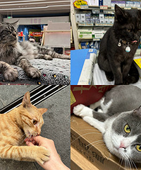 �ֻ��ڴ治����ȫ�ǿɰ���С������