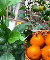 �Լ��ֵİҰҸ̾����𣬿�ϧֻ��4��