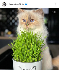 �̳��Ϸ�ү14���Ų���è�䣬������ô����