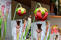 ��������һ�������������ƿ�Ӳݵ��˳�����