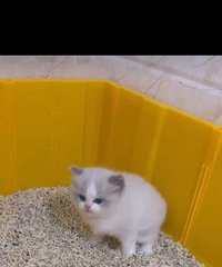 ���۵�1����è����Ҫ��ëè���Ҹ���ôȰ��