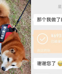 剧情跌宕起伏堪比大片的捡狗故事