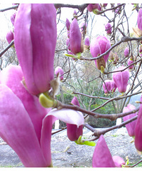 ����԰��԰�������������ֶ��ֺÿ�������Ƭ