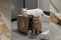 ��λ�ҳ�������ǵĹ������С�Ŀ�����Σ�գ�