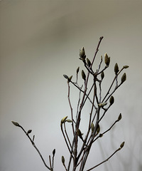 ����̰����19.9���3֧���������յ���die��