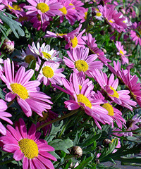 �������ʺ�����Ļ���