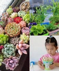 ��Щ����ֲ���ʺϴ�����