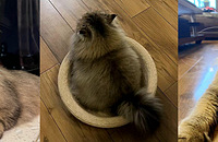 ��ץɳ����ץ��������ʹè�䣬��������ʵ������