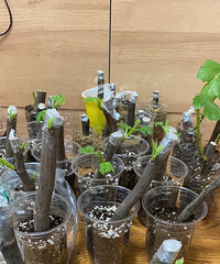 �޻���Ǥ�����Ȥ��С��ţ���ͱ����ˣ�ѧ����