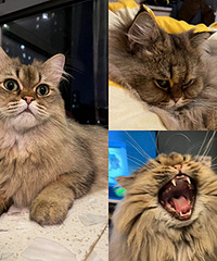 ���ϻ��������������ģ�����ץ����