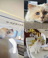 �̳��Ϸ�ү14���Ų���è��������Ľ