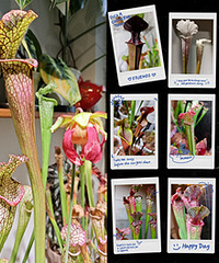 ��״���ص�ƿ�Ӳݣ�����������̫��