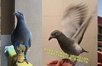 ѱ�����������3ֻ�������˲��ҷɣ�ѵ���ؼ��ڴ�