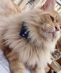 ��ţè��ҡ��ڳ������䣬�ŵ�С��������