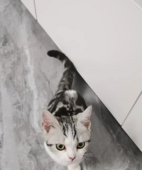 90173CM985˶ʿ飬ԱƳְ