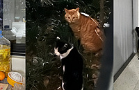 �����ֲ������֣�����2����ܣ���ͷ������߳Թ�