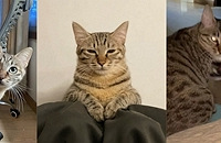 3è1��֮�ң�������������飬һ�춺è�ǹ���