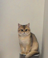 è������ˮ��ô�죿����գ�����è����ͷ��û��