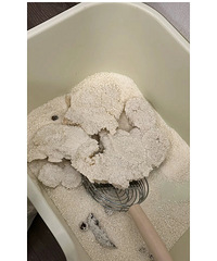 ����è��ôţ��һ��Ͱ��裿èɰ�е��ⲻס