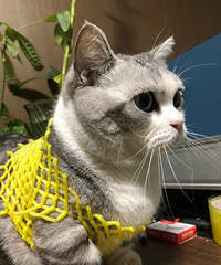 �����ҵ�èͬ�£�ÿ��˯������Ӱ���ҹ�������