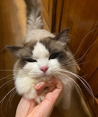 è�硰��С�񡱣�ȥСĸè��ˣ����ȴ����ҹǲ��