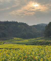 赏花莫待花枝老|中梁山两处油菜花田,冲