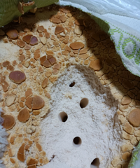 用了几年的乳胶枕头好吓人
