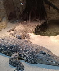 ����԰�������������һ��������ģ��һ��