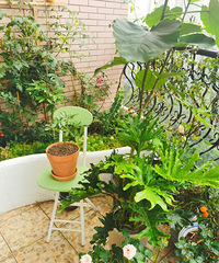 10㎡阳台+150㎡入户花园,2个花池种了60多种植物