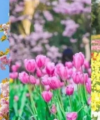 山城迎来最佳赏花季!赏花地图来了
