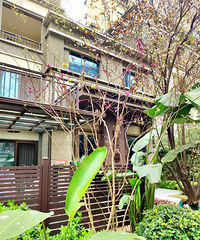 春意盎然,来晒晒我家今年的花园生活