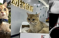 ����ֻ�������ǡ������Ƹ߿�׹¥�����Ѫȥ������