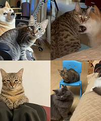 �껨����yyds��3è1������ǧ����